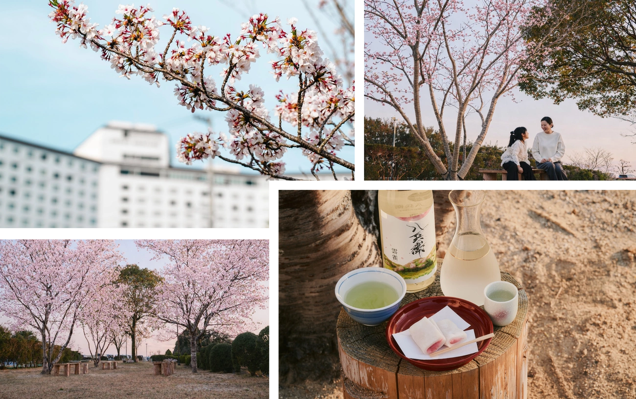 【The Matoya Village - 2026 Spring】 Enjoy the spring of Ise-Shima with cherry blossoms